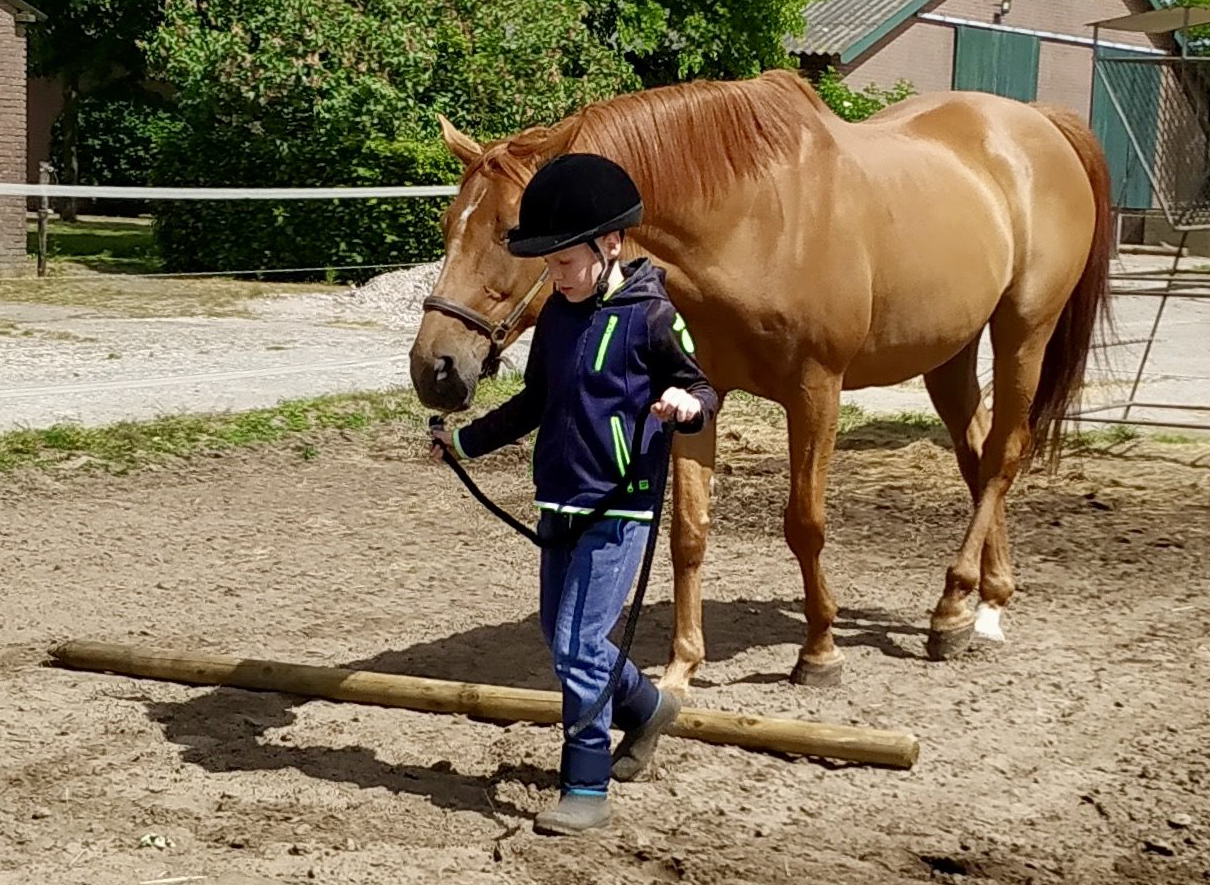 equine assisted coaching