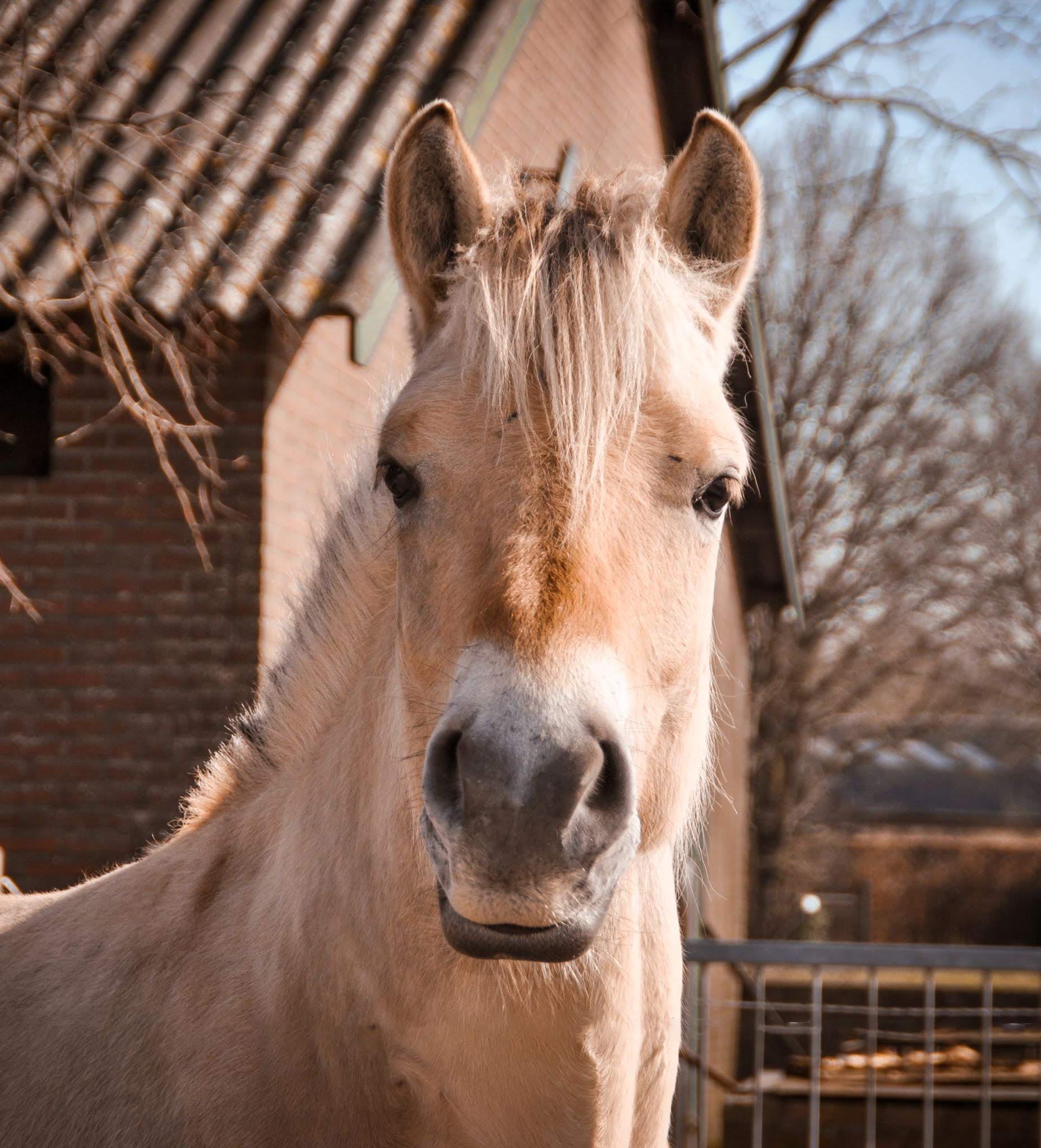 Training met inzet van paarden