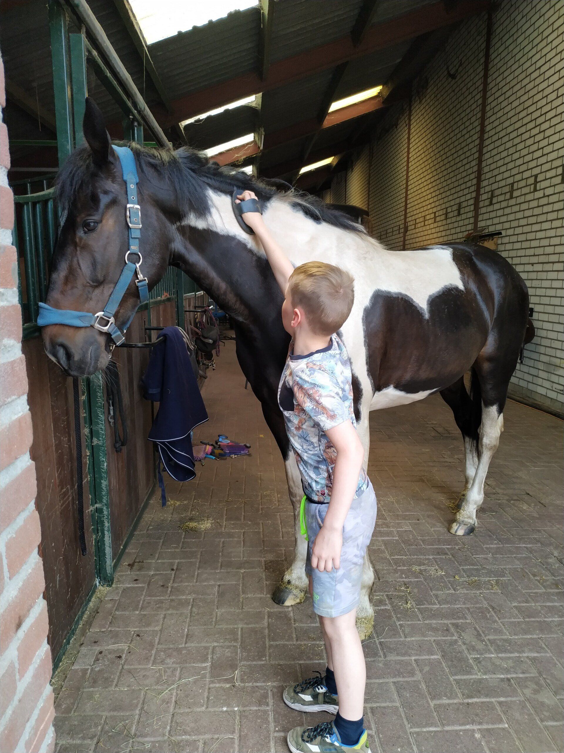 Kindercoaching, paardencoaching, executieve functies