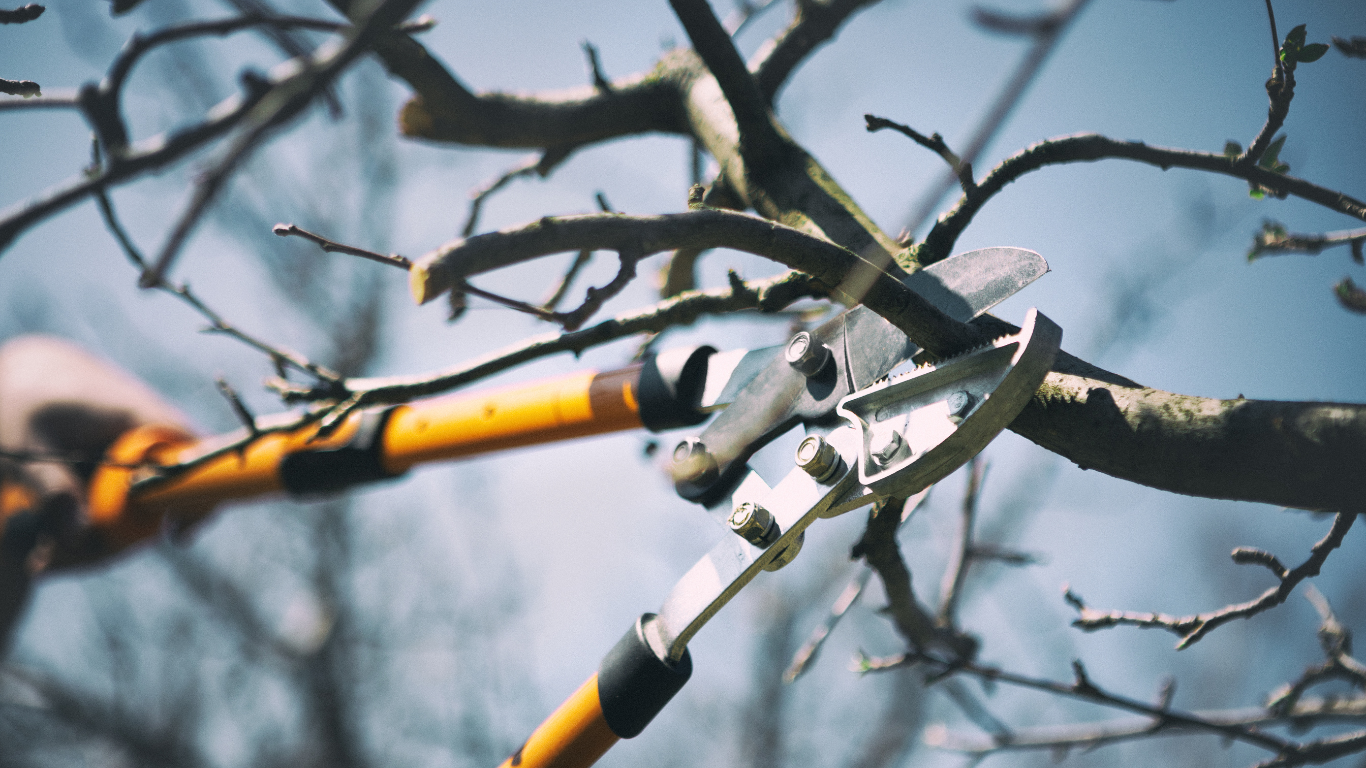 Tree Removal
