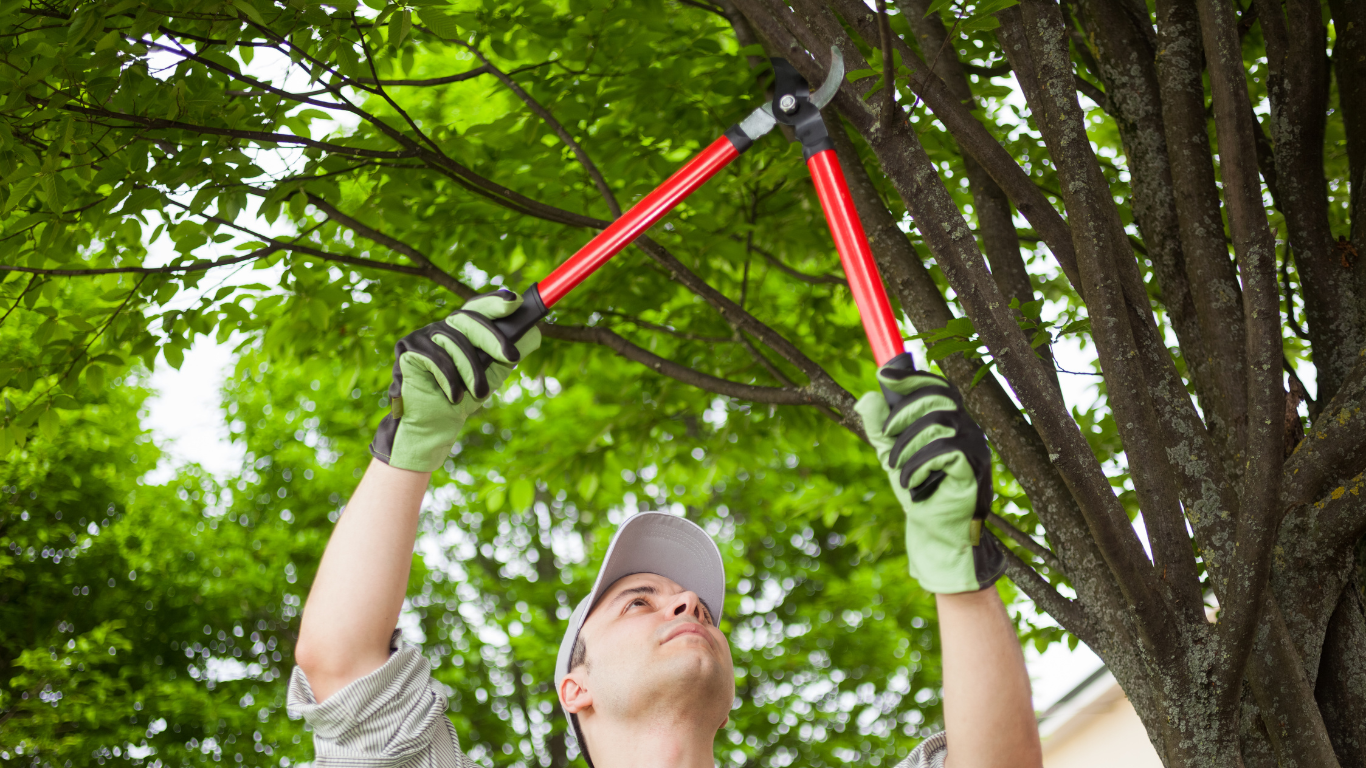 Tree Removal