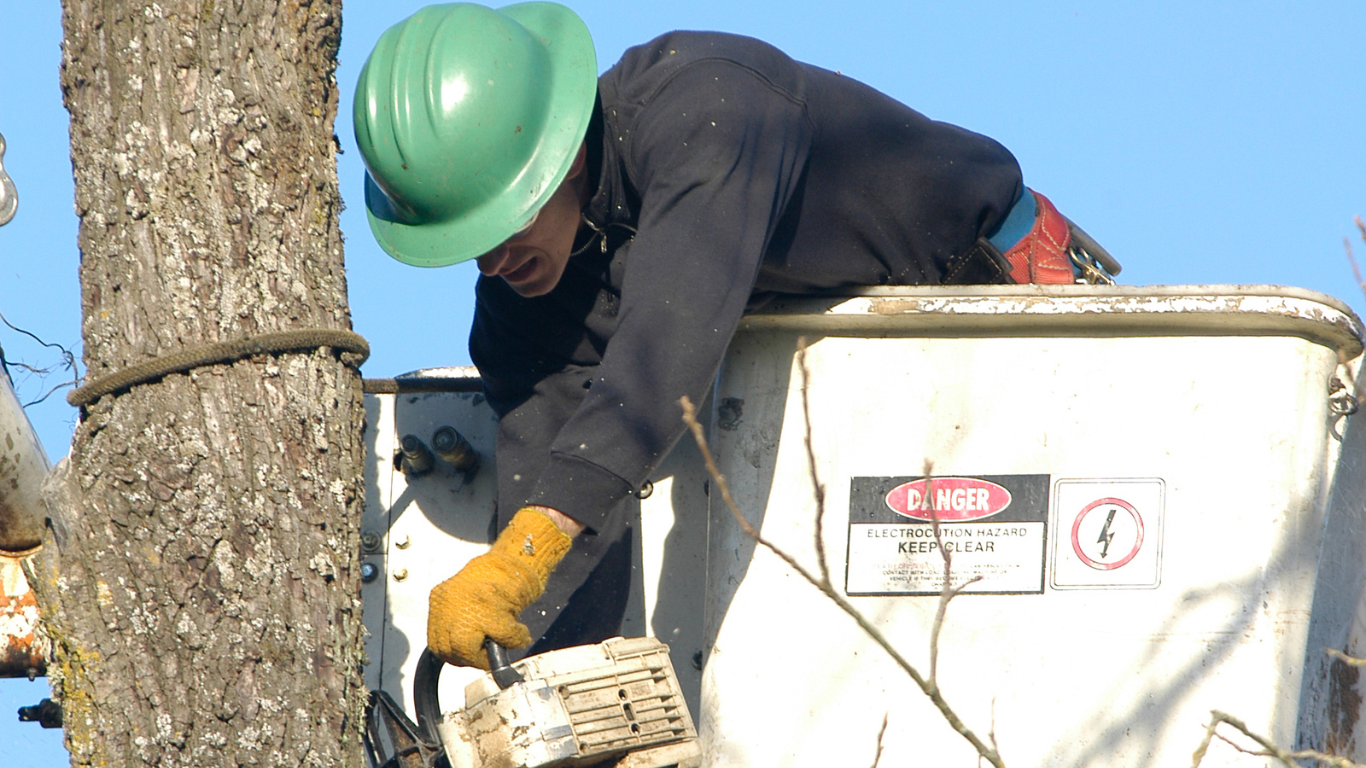Tree Removal