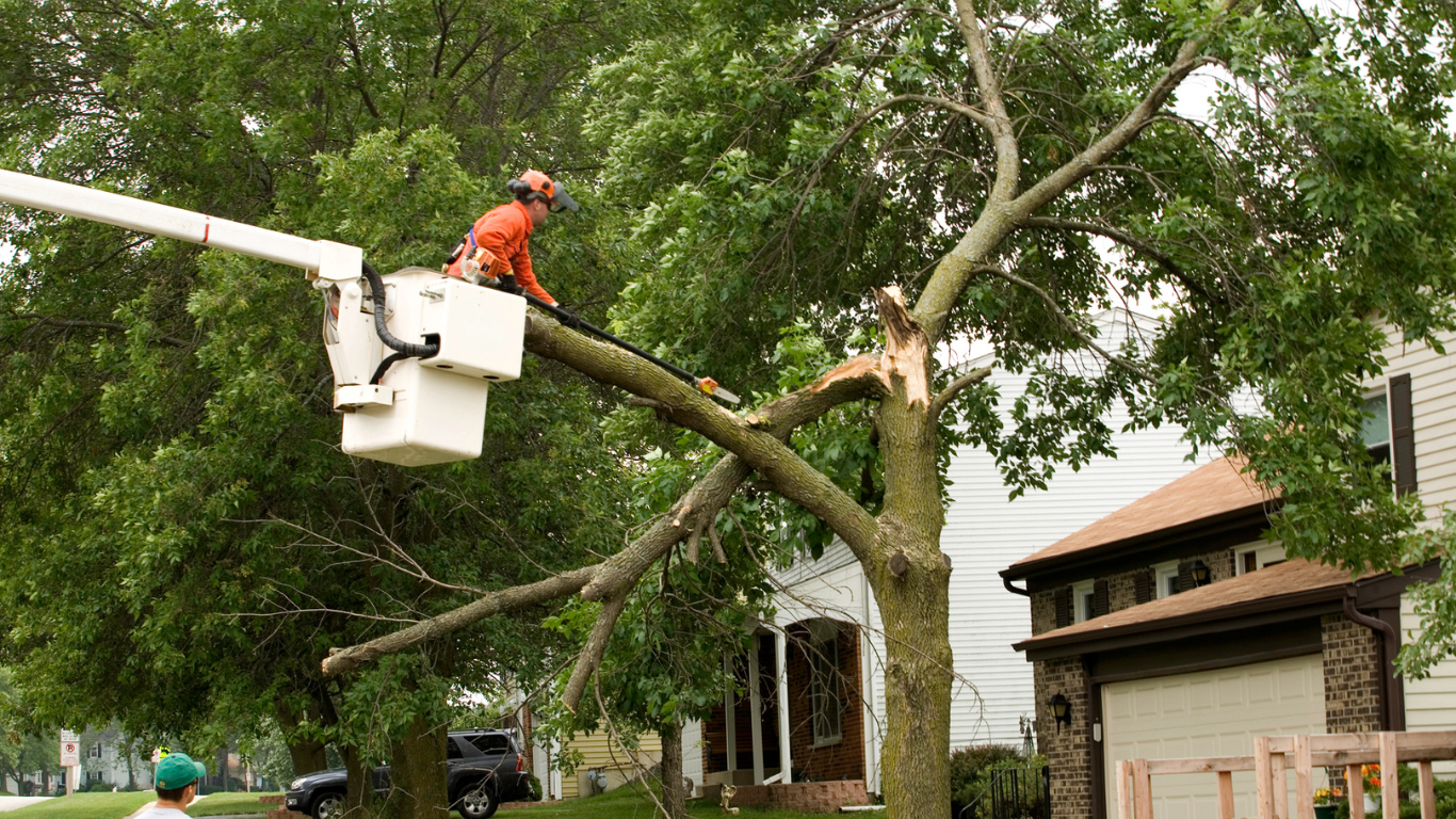 Tree Removal