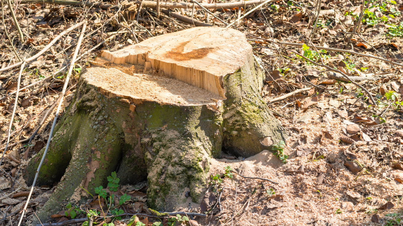 Tree Removal