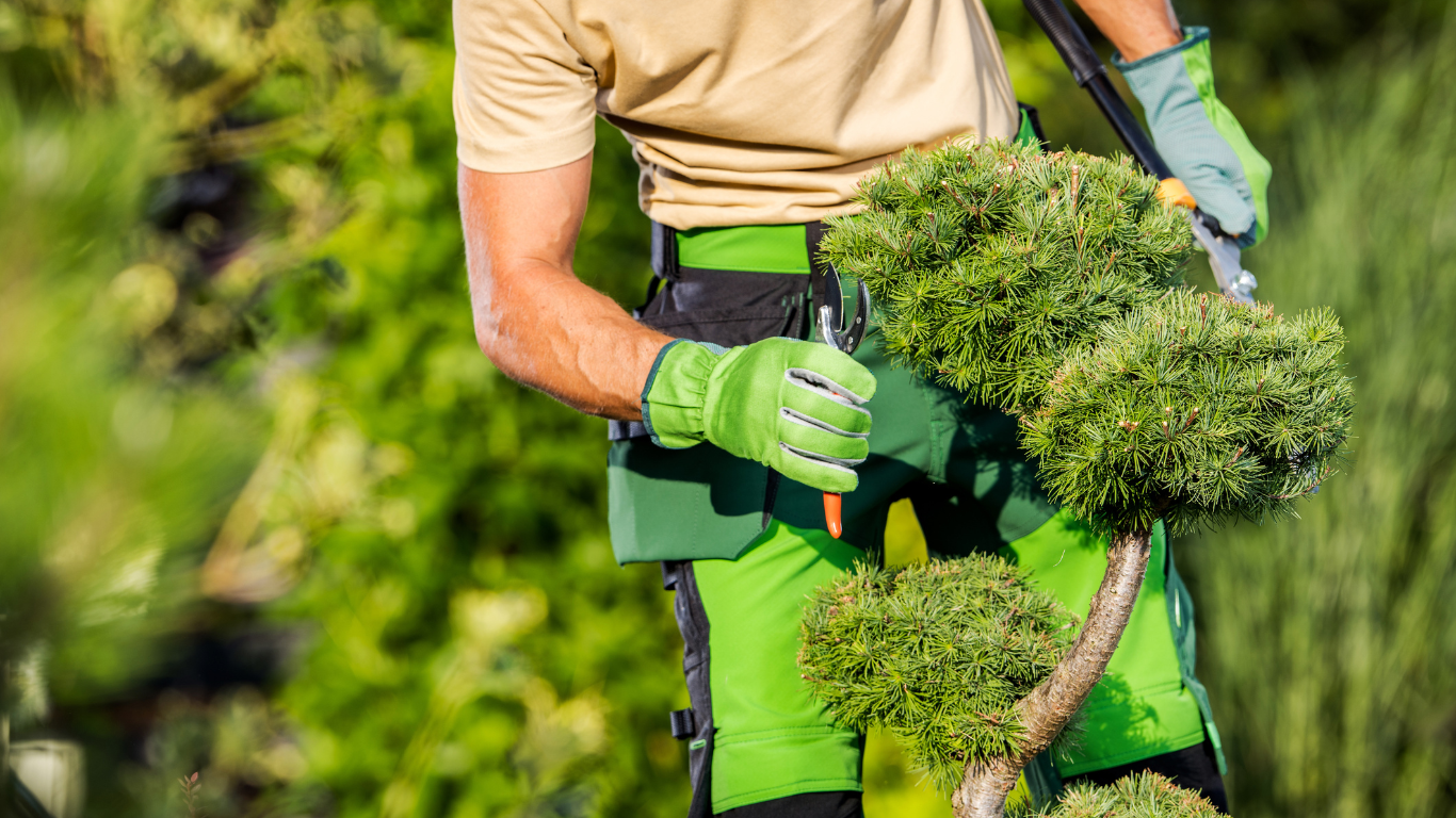 Tree Removal