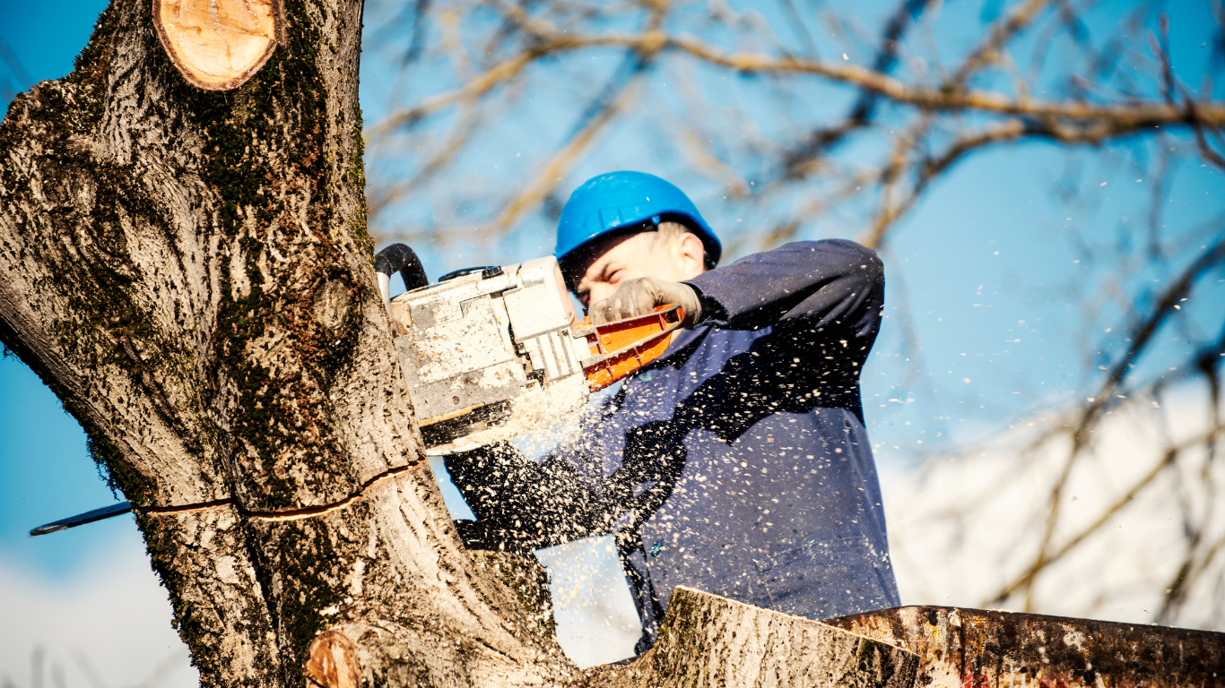 Tree Removal