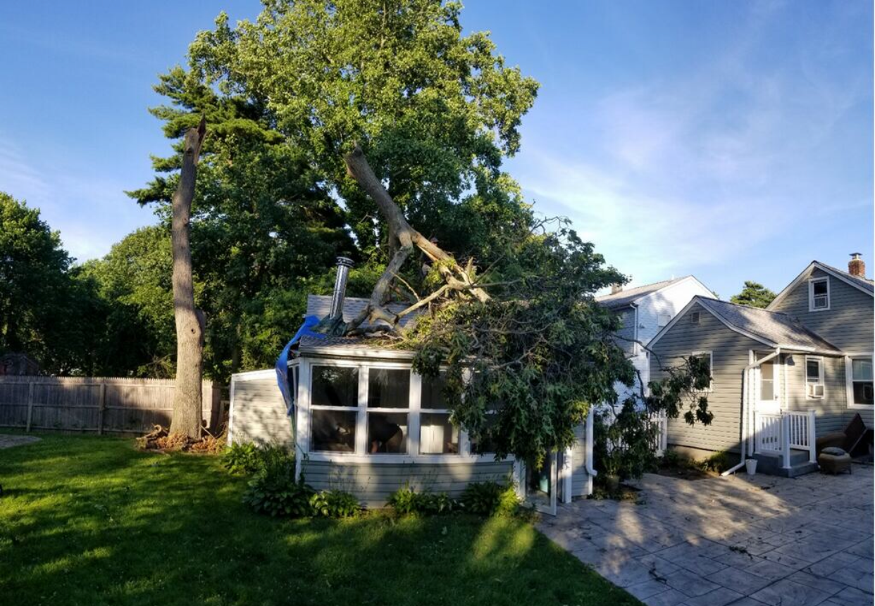 Tree Removal Long Island