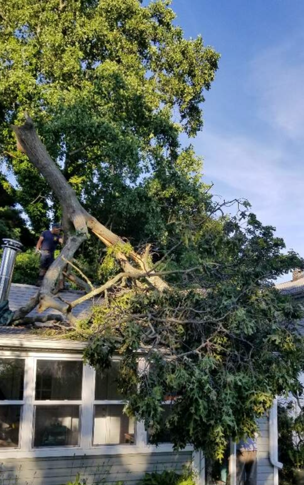 emergency tree removal