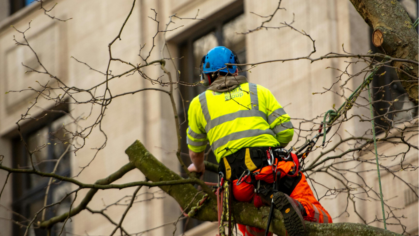 An arborist in a high-visibility jacket and blue helmet, suspended in a tree to perform trimming work.