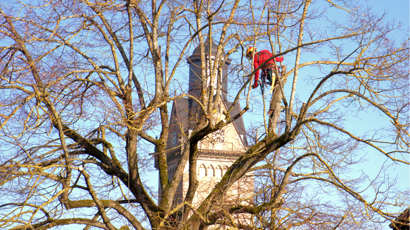 An arborist in a red jacket and safety gear prunes a large tree against the backdrop of a stone clock tower.