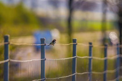 bird sitting on the fence