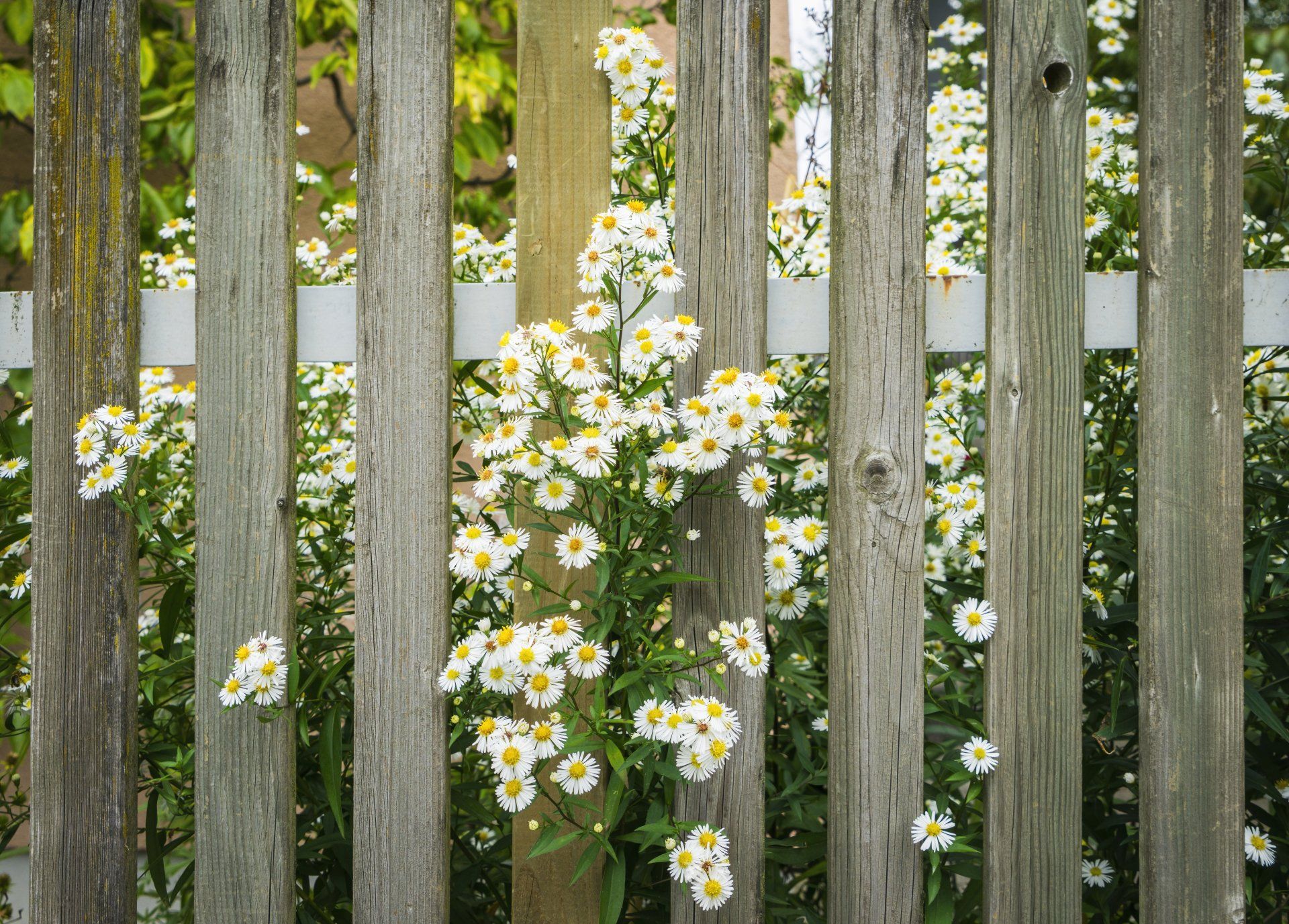 flowers in the fence