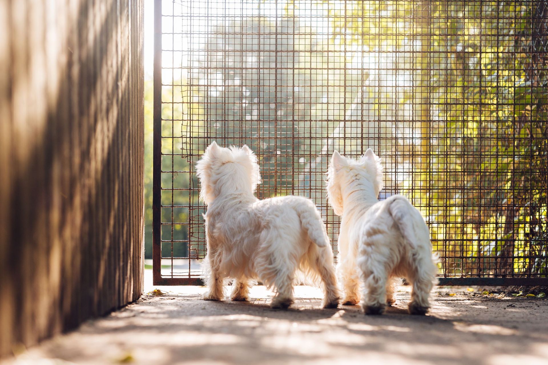 Rear view of two dogs looking through fence installed by Superior Fence