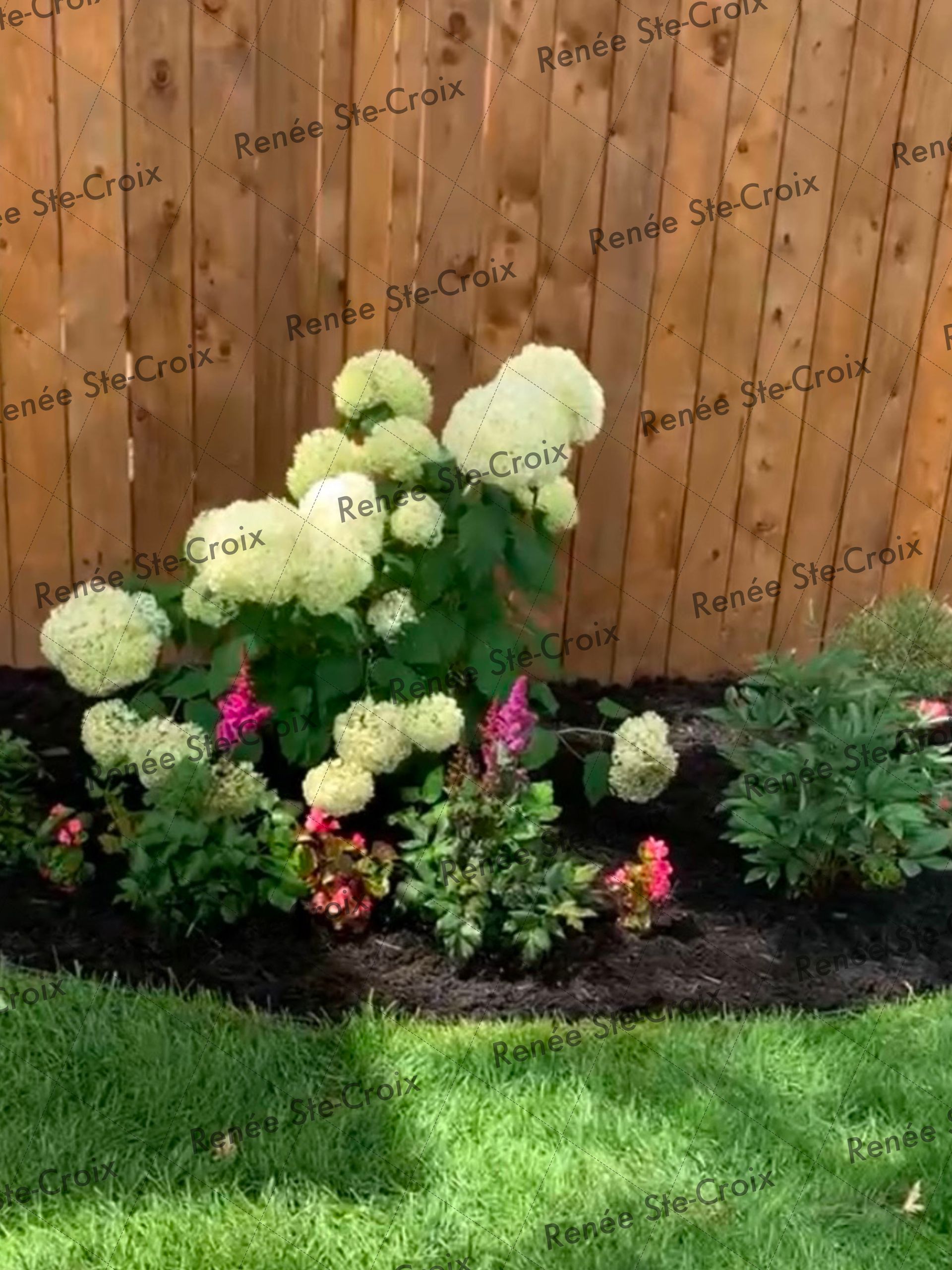 Un jardin avec des fleurs et une clôture en bois en arrière-plan.