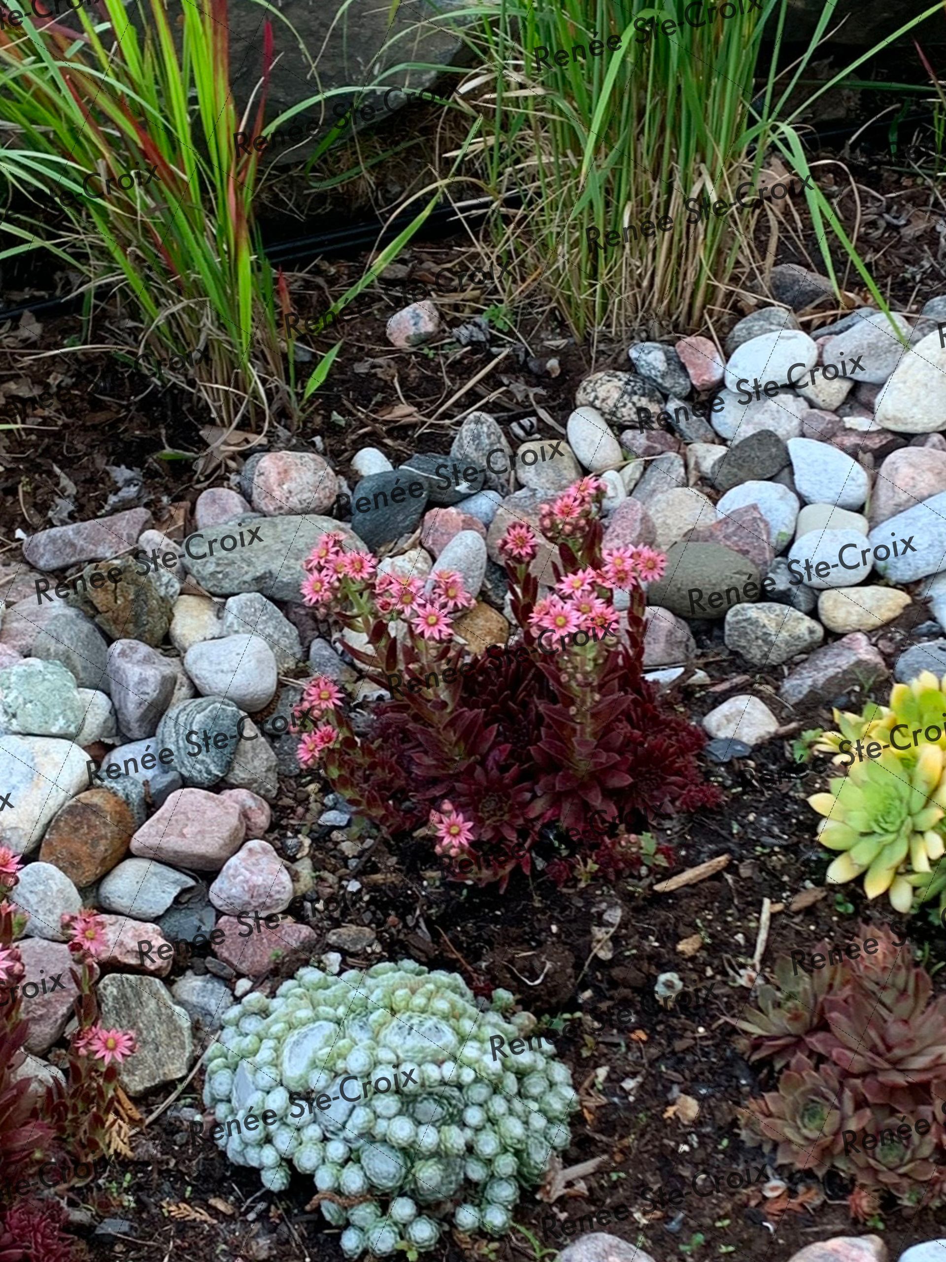 Un jardin rempli de rochers, de plantes et de fleurs.
