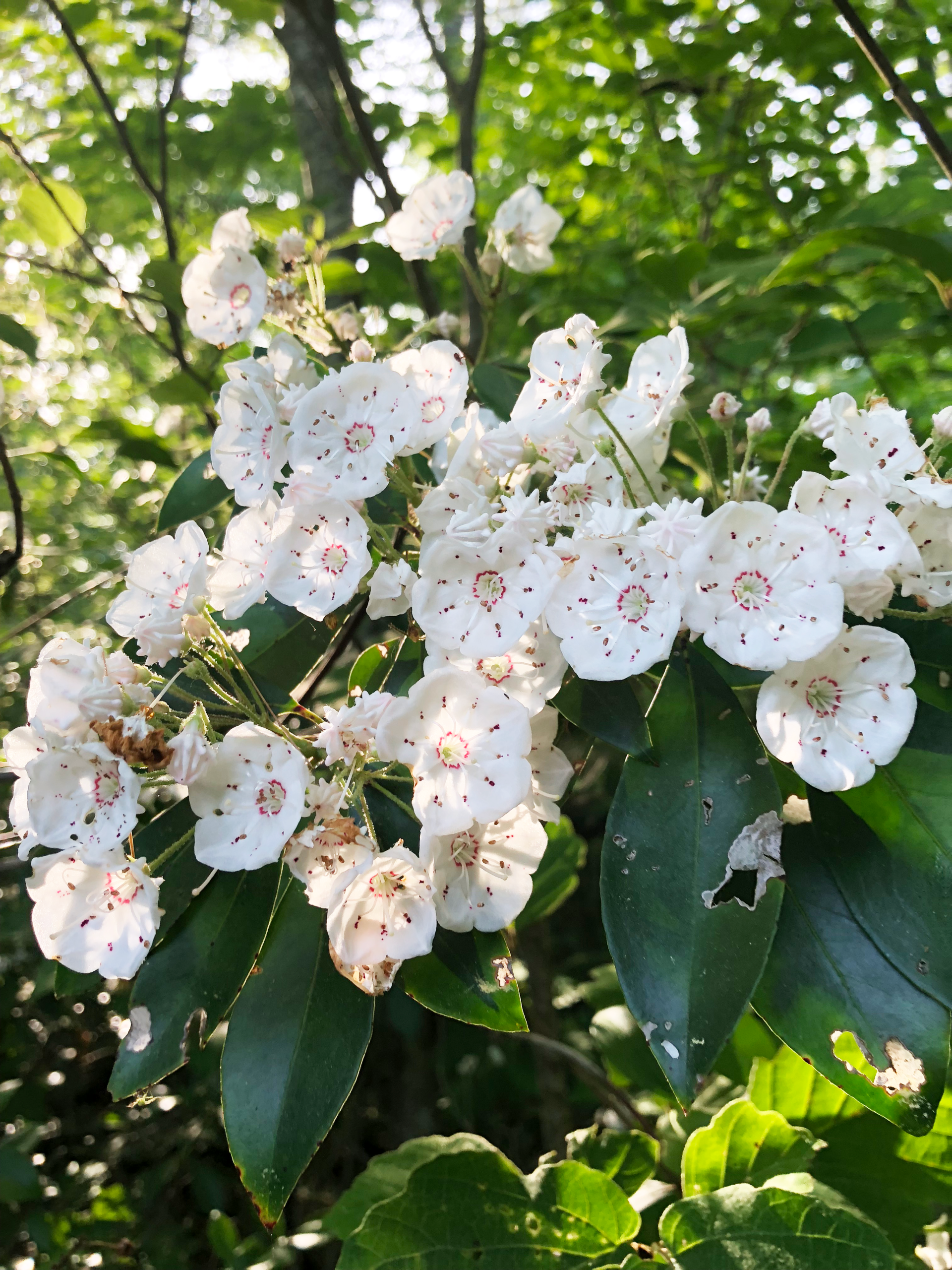 A close up of a bush with white flowers and green leaves.