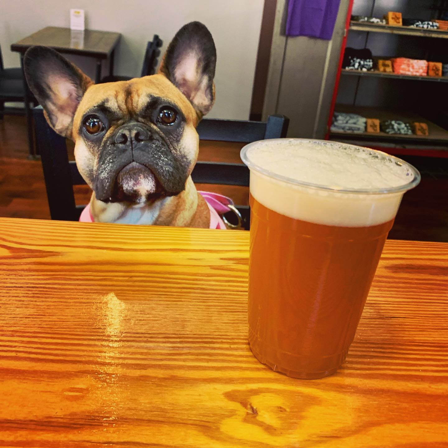 A french bulldog sitting at a table next to a cup of beer