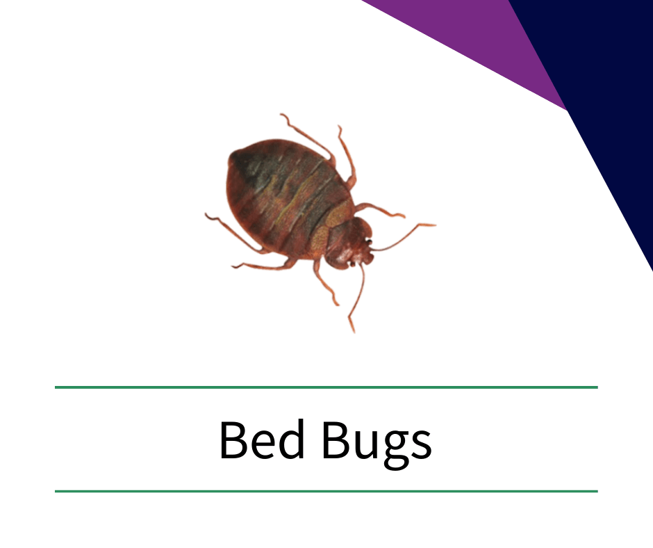 a picture of a bed bug with the words bed bugs below it
