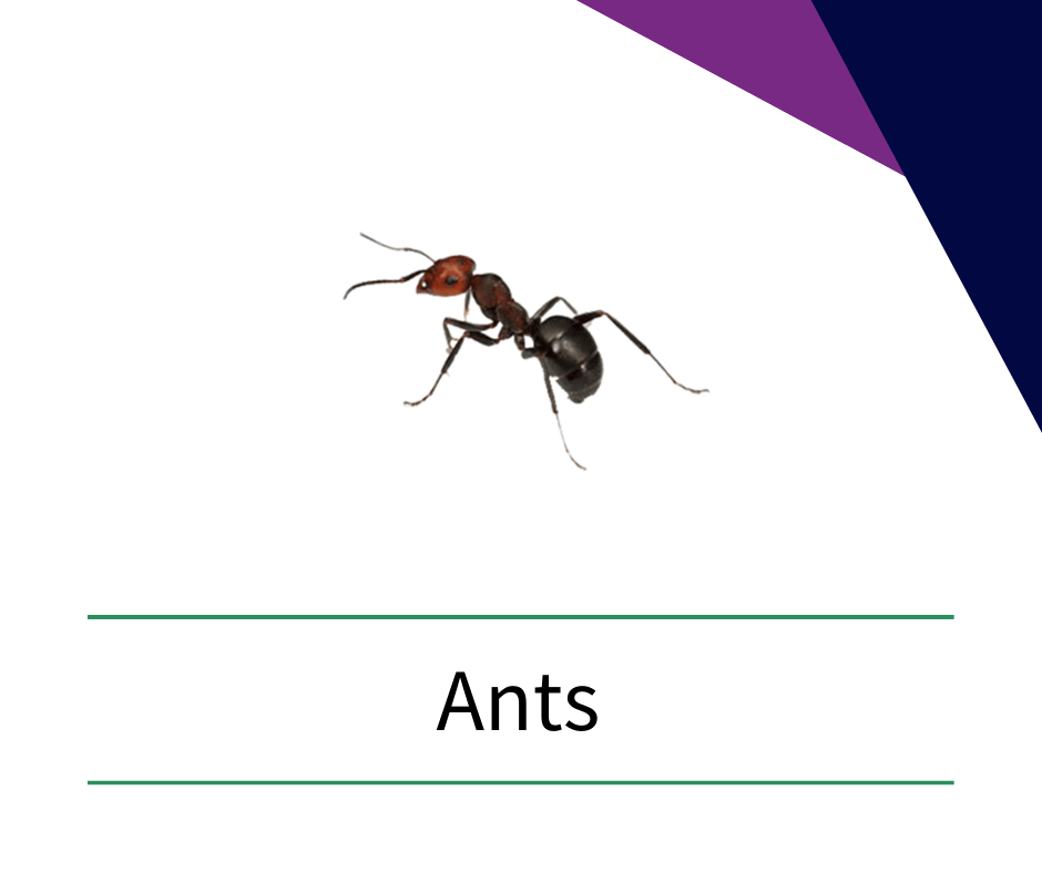 a picture of an ant with the word ants below it