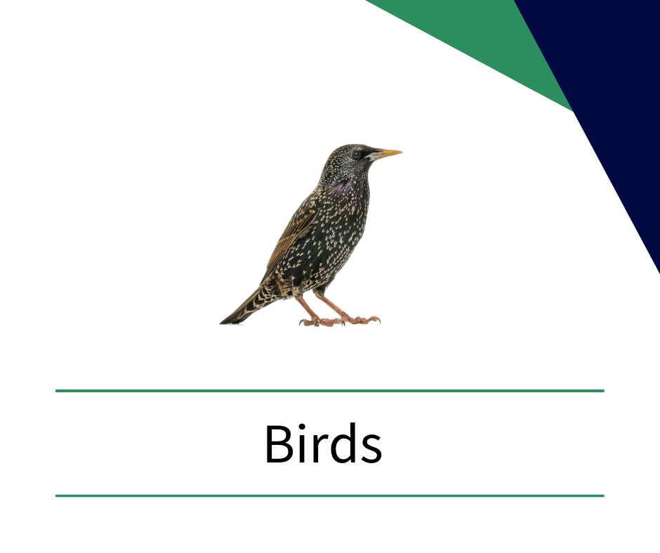 a bird is sitting on a white background next to the word birds .