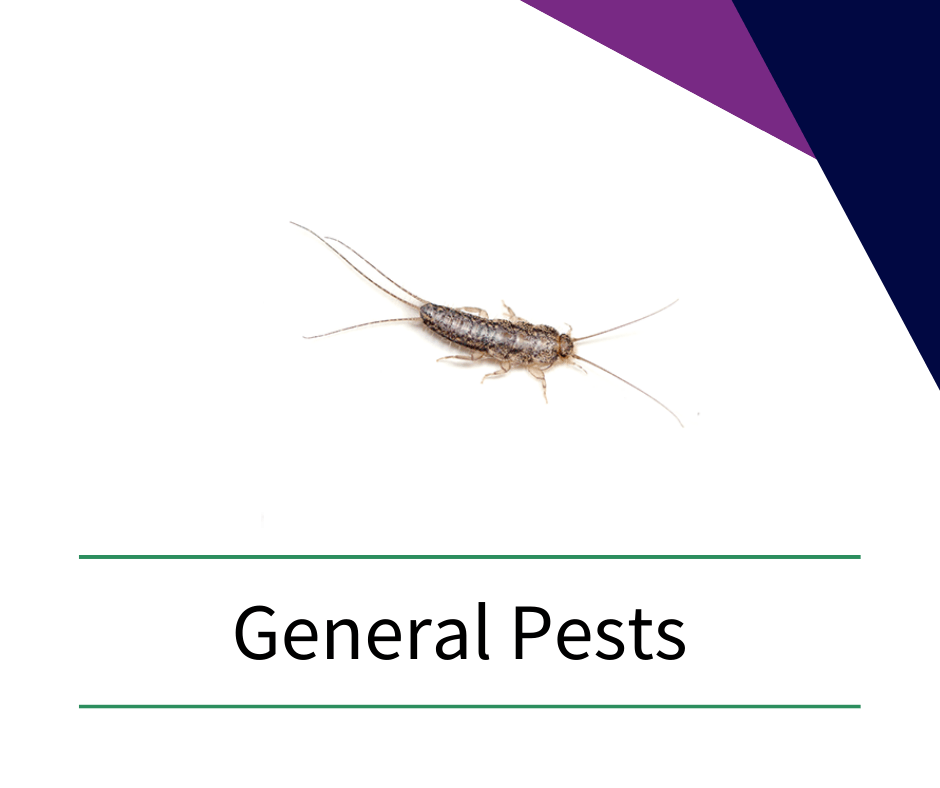 a picture of a silverfish with the words `` general pests '' below it .