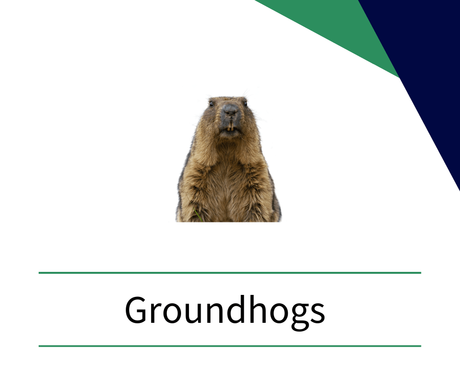a groundhog is standing on its hind legs and looking at the camera .