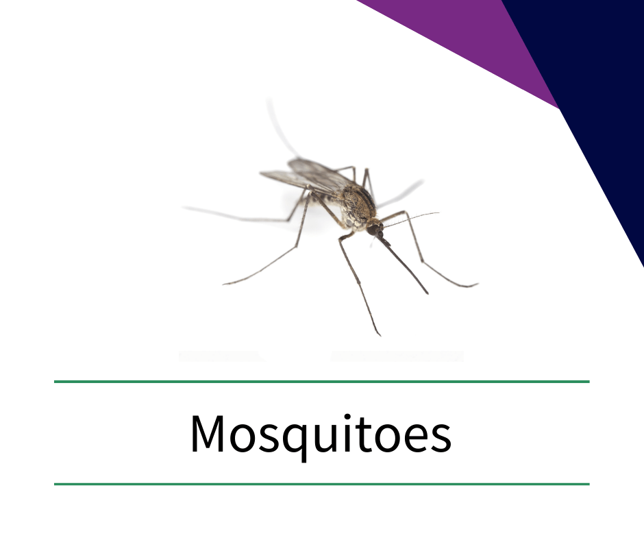 a picture of a mosquito with the word mosquitoes below it