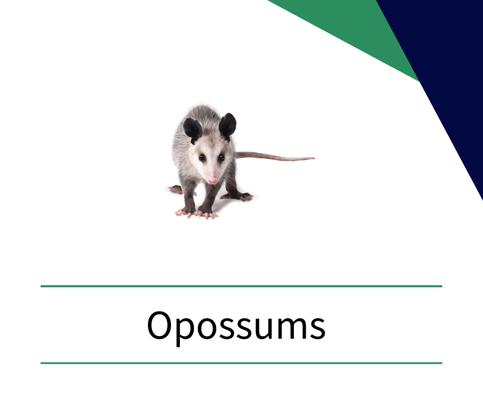 a picture of an opossum standing on a white background .