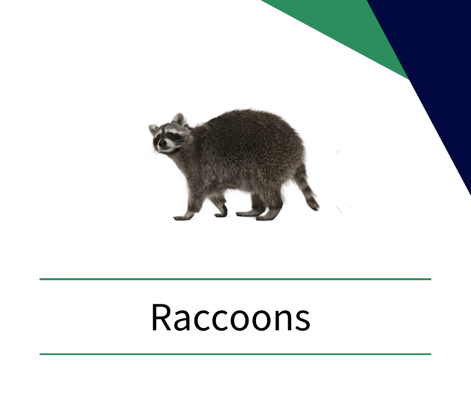 a raccoon is standing on a white background with the word raccoons below it .