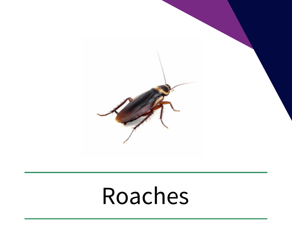 a picture of a cockroach on a white background with the word roaches on it .