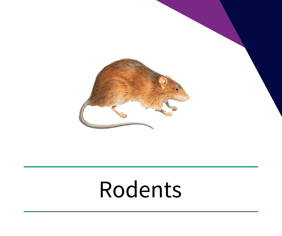 a picture of a mouse with the word rodent on it