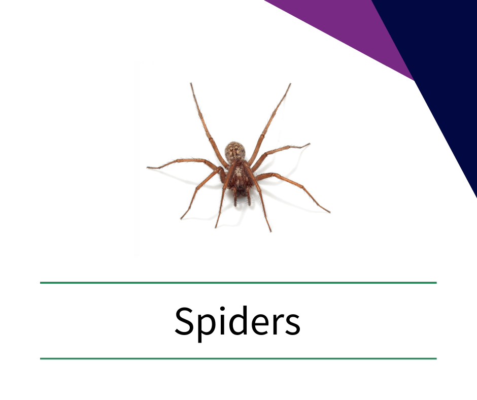 a picture of a spider with the word spiders below it