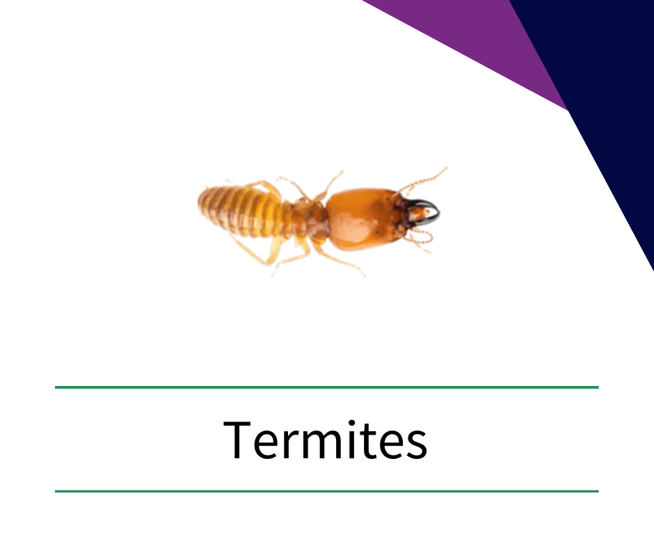 a termite is sitting on a white surface next to the word termites .