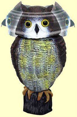 dissuasore per volatili