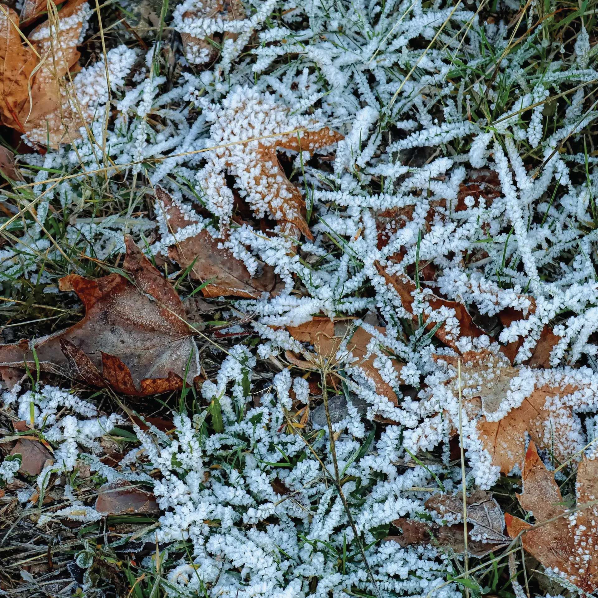 Frost-covered leaves and grass on the ground; autumn scene with brown leaves and white frost.
