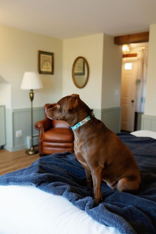 Brown dog sitting on a bed in a bedroom, looking left.