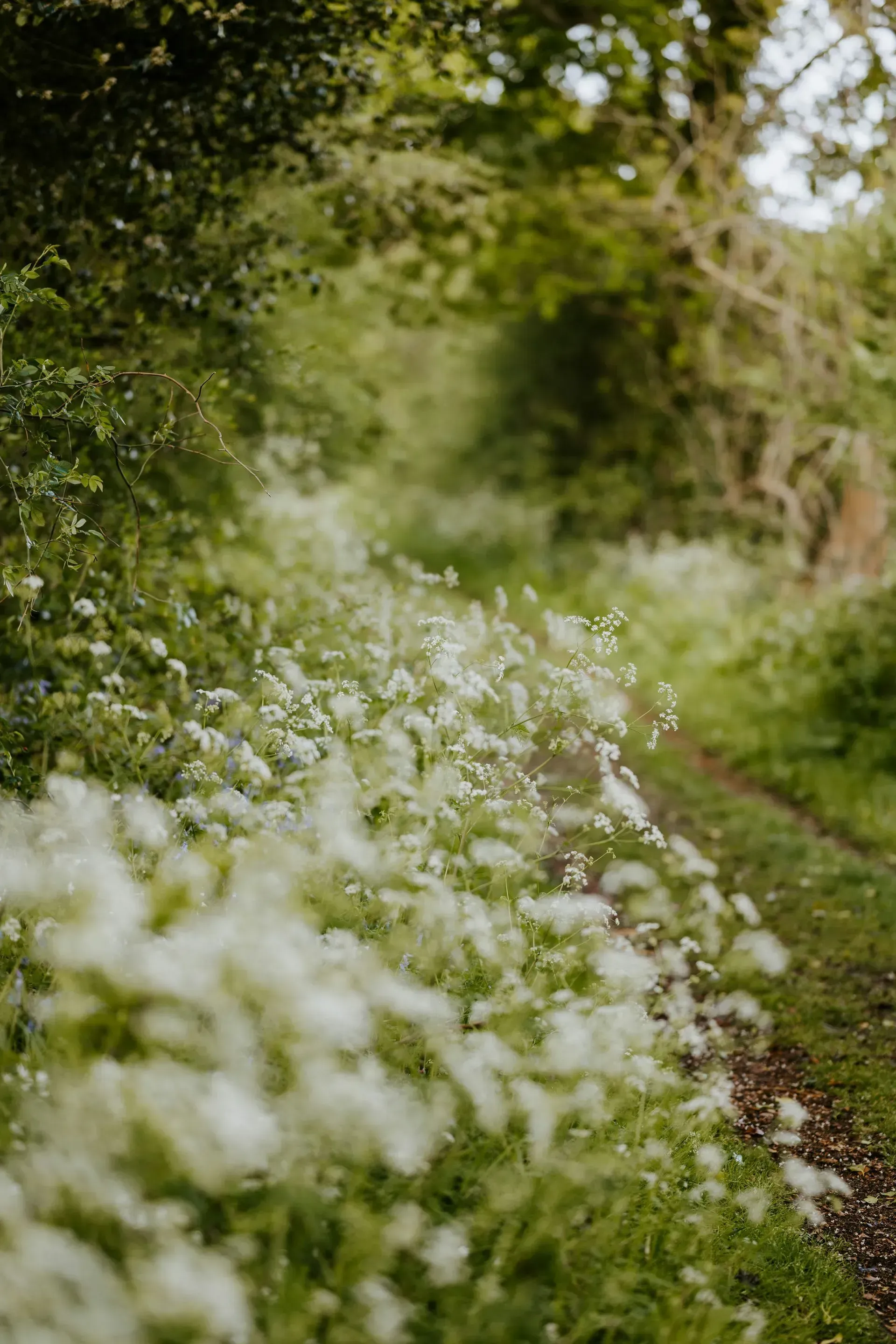 Trail path lined with white wildflowers and green foliage, leading into a wooded area.