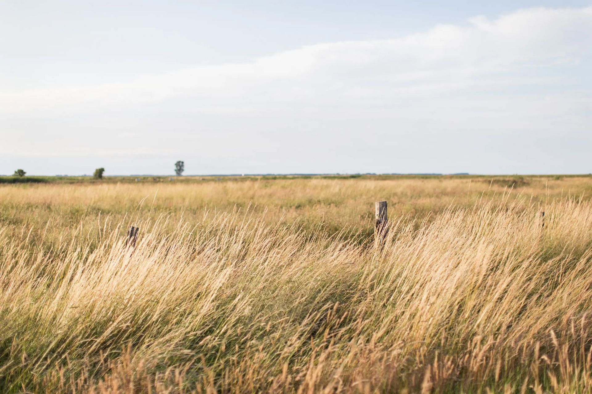 Grassy field under a blue sky, with fence posts in the distance.
