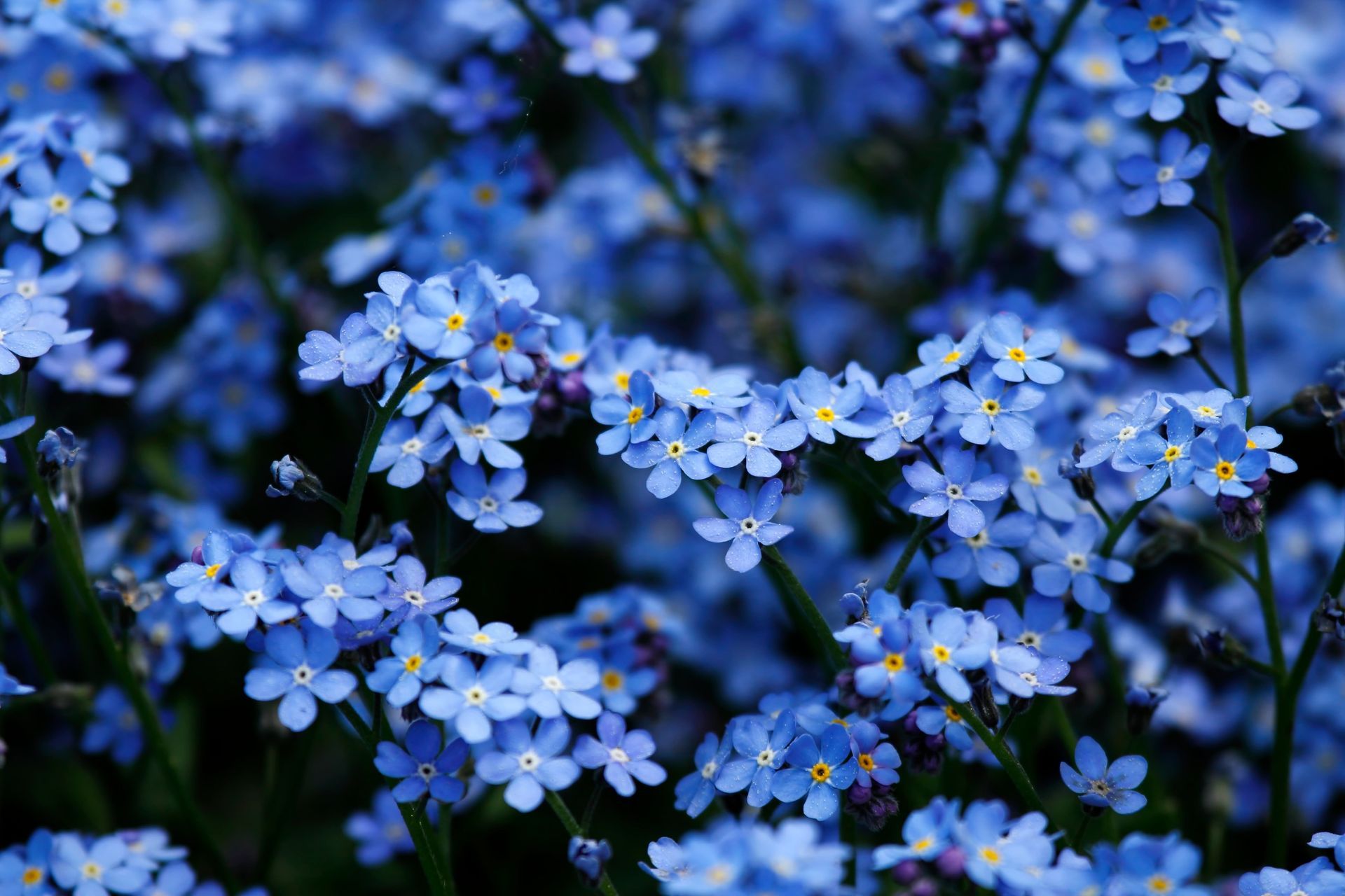 Blue forget-me-not flowers with yellow centers, clustered on thin green stems, against a dark background.