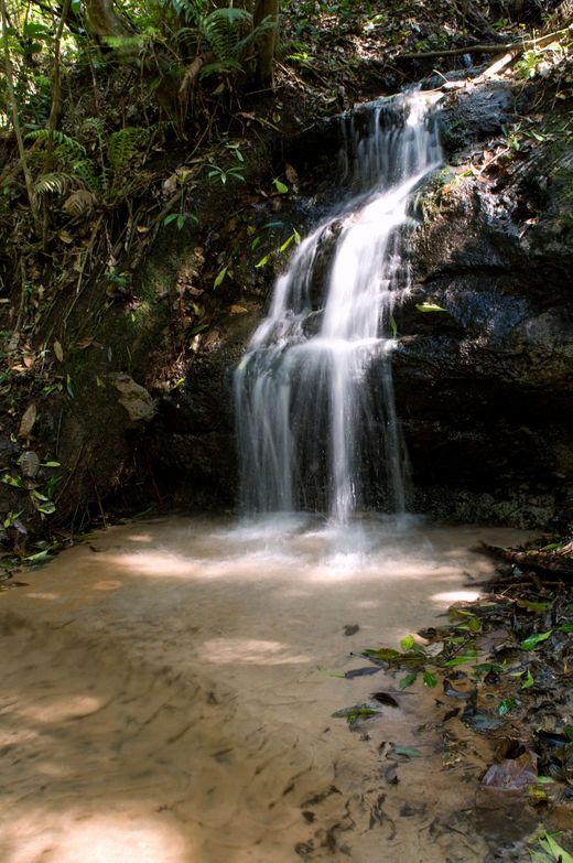 Uma pequena cachoeira no meio de uma floresta verdejante.