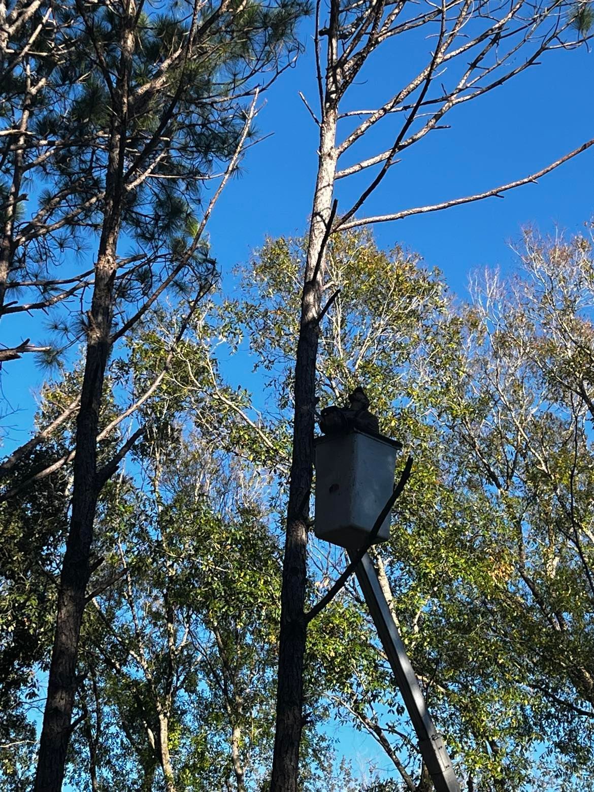 A man in a bucket is cutting a tree in the woods