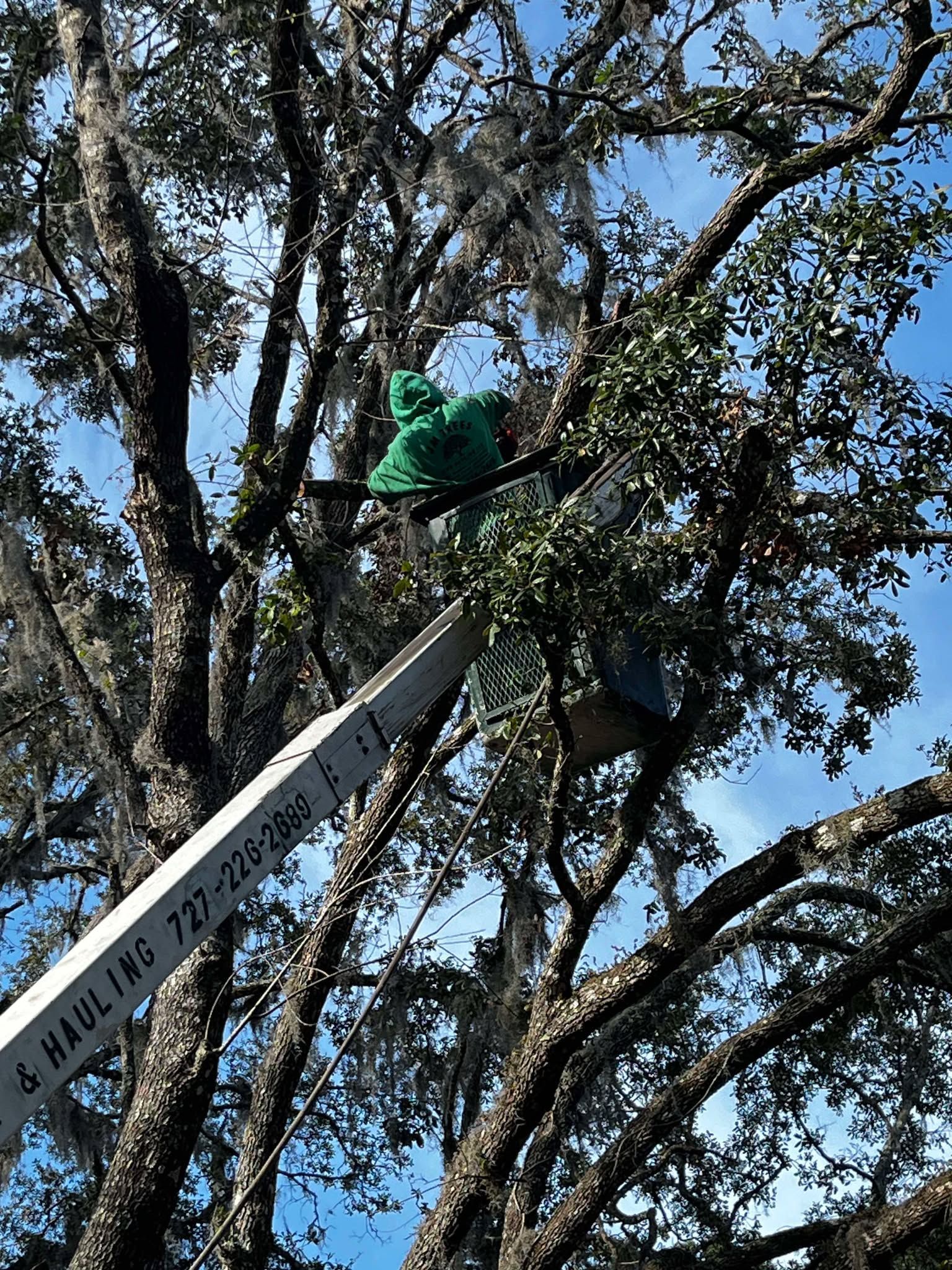 A man is cutting a tree with a chainsaw.