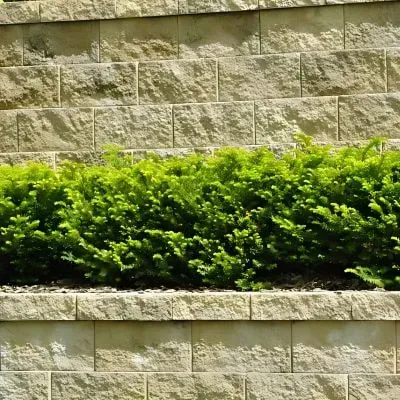 Structural concrete retaining wall with drainage system on sloped property.