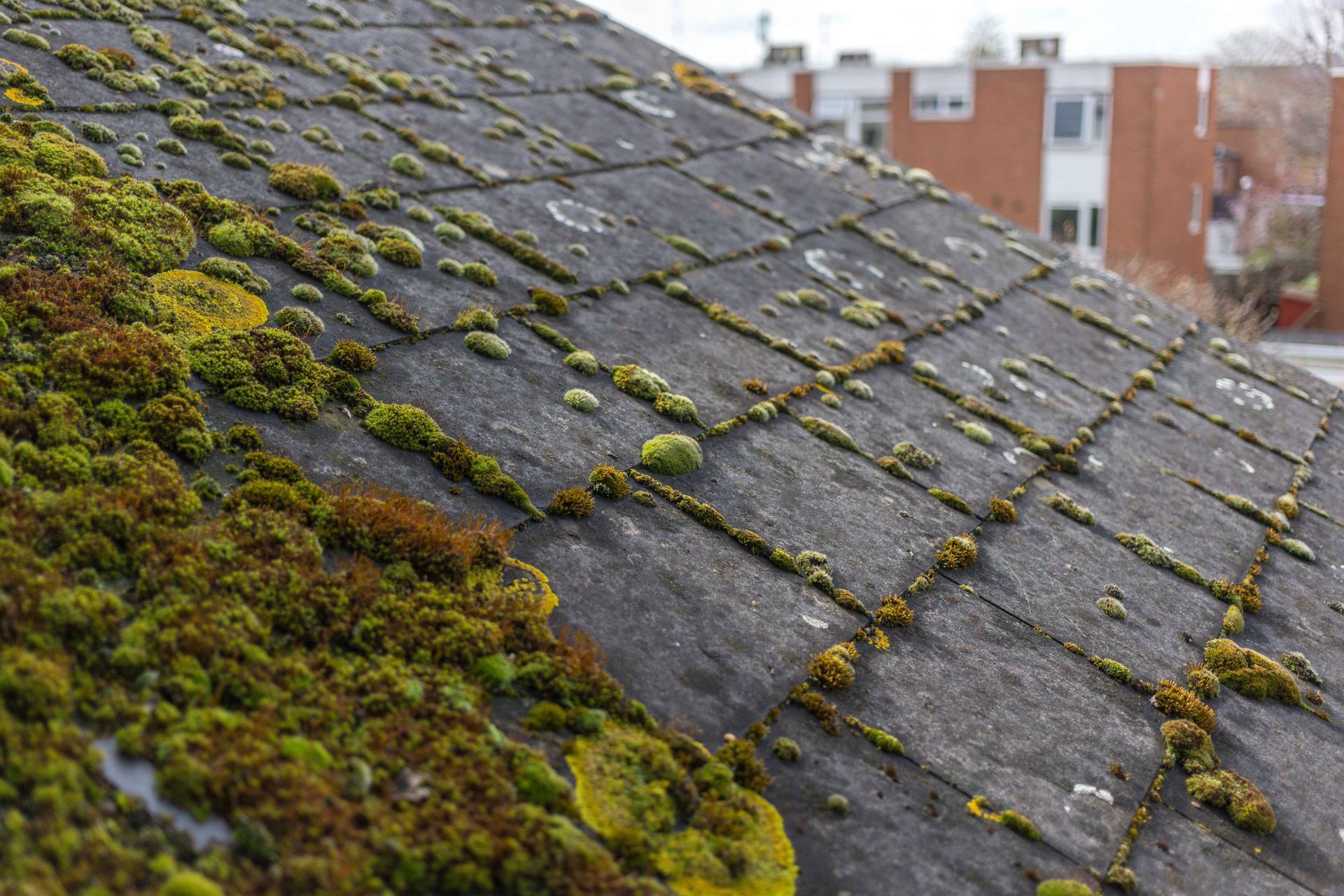 Close-up of a shingled roof covered in green and yellow moss.