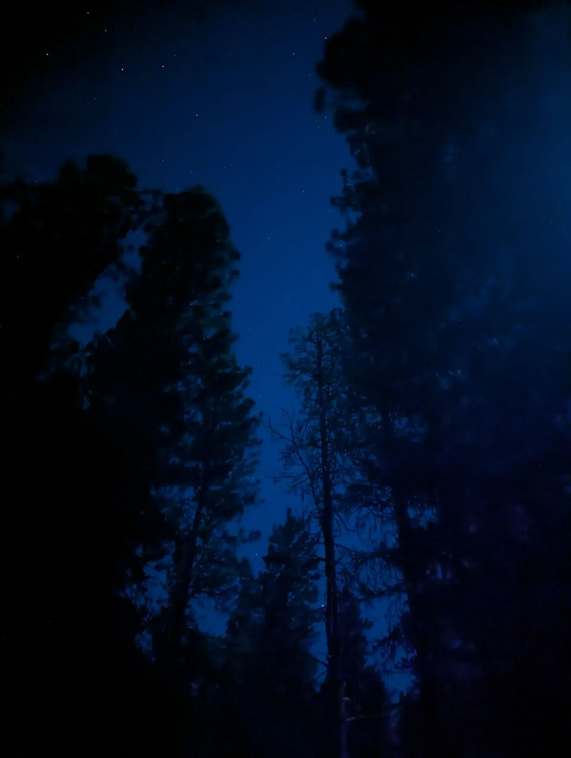 Night sky over a dark forest, silhouetted trees against a blue sky with visible stars.