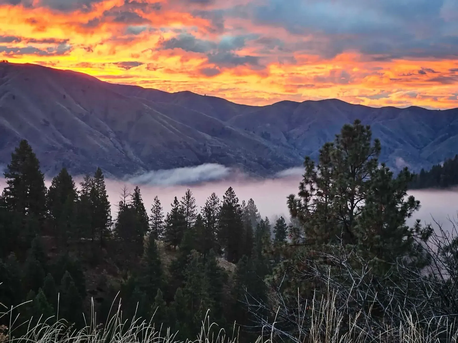 Sunset over mountain range, fog in valley, evergreen trees in foreground, orange and purple sky.