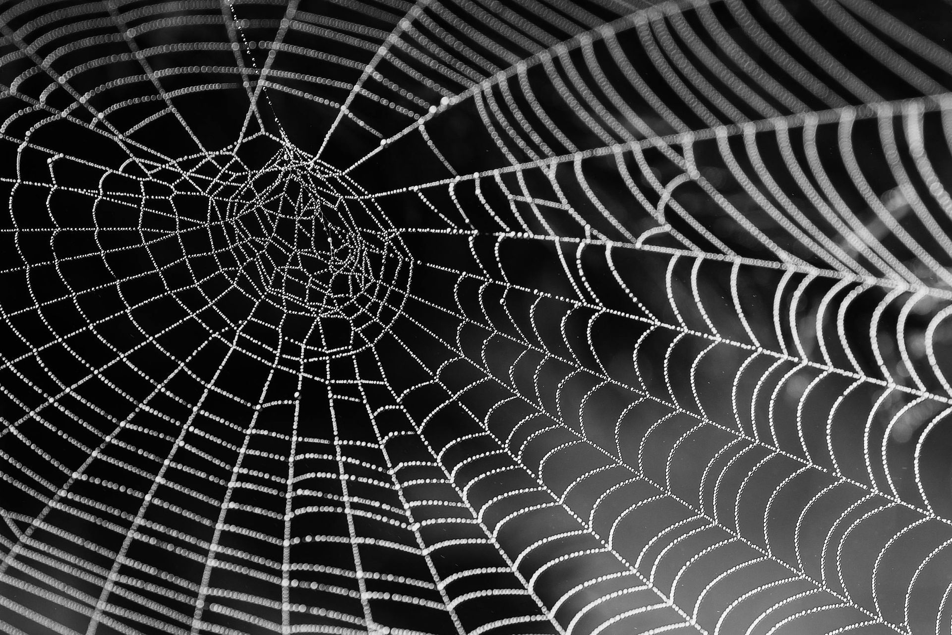 Spider web with dew, black background.