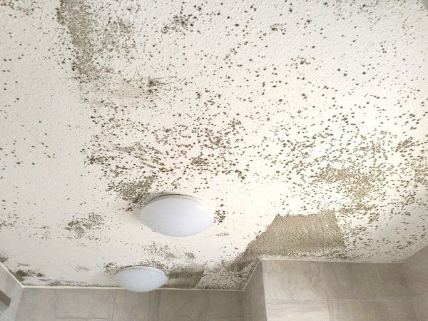 Mould Removal and Remediation for Accomodation and Rental Properties