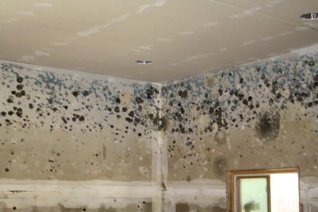 What is toxic mould in the home and the potential health risks?