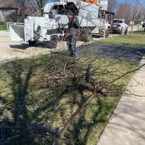 A man is cutting a tree branch with a chainsaw.